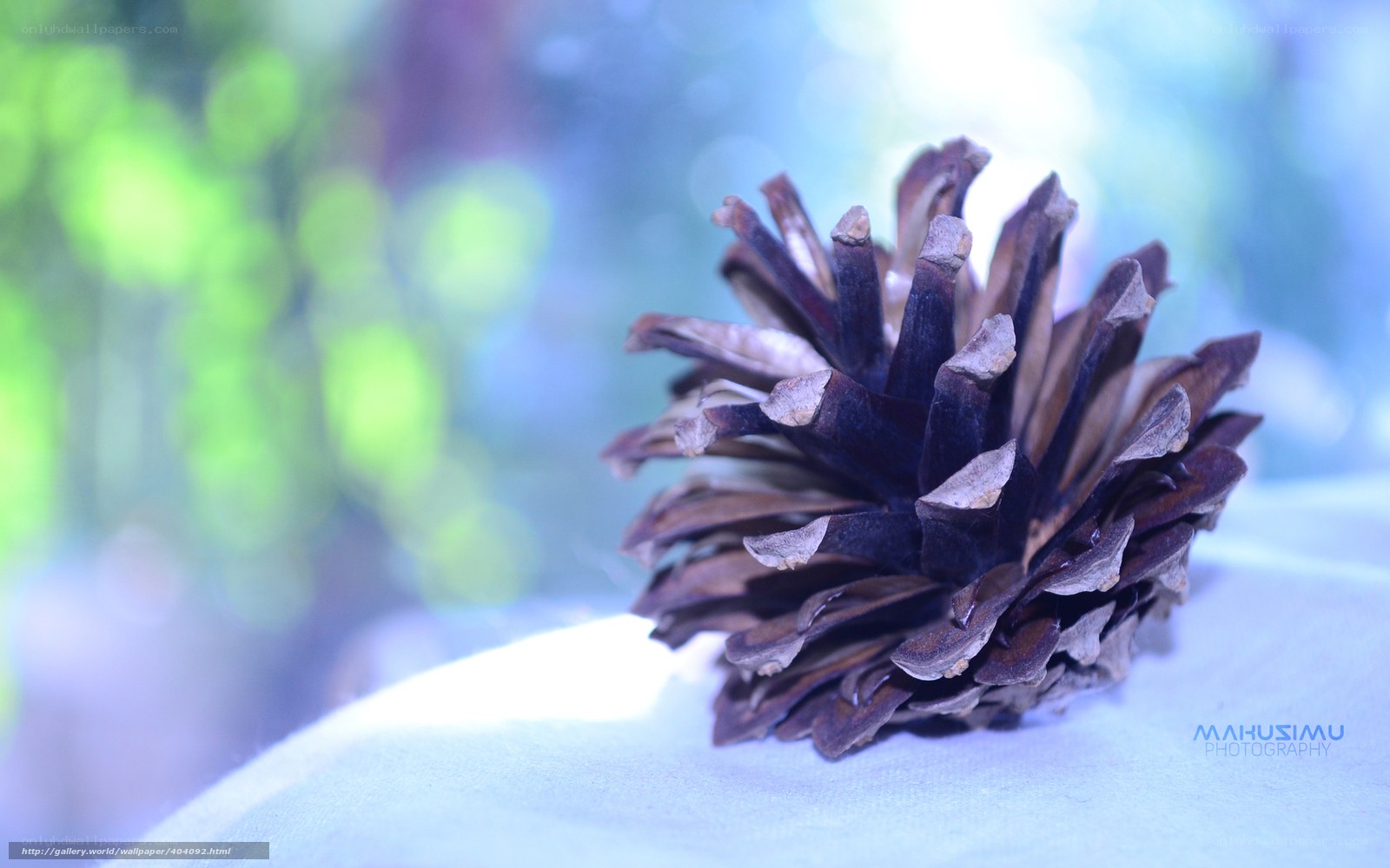 Close-up of a pinecone
