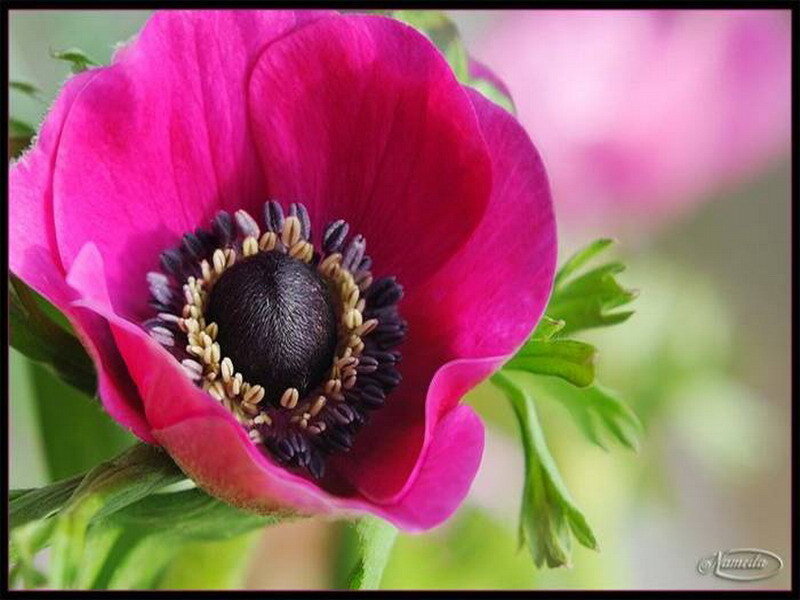 Close-up of a pink anemone