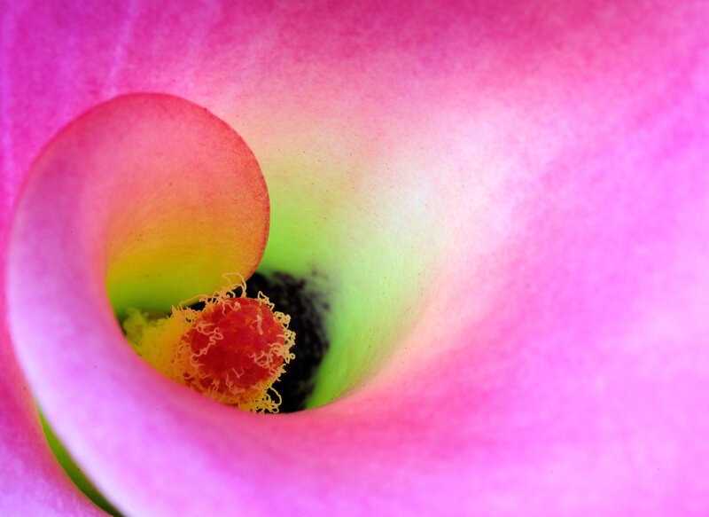 Close-up of a pink calla lily