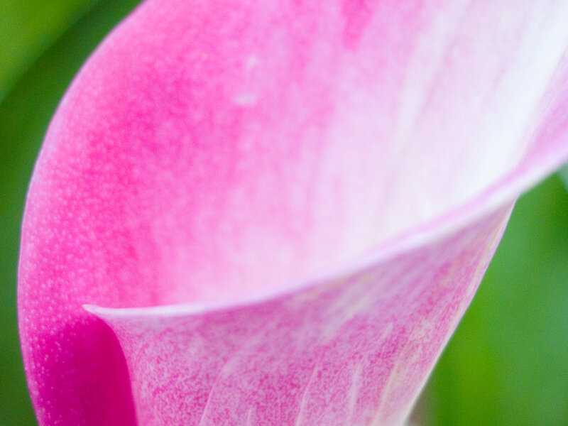 Close-up of a pink calla lily