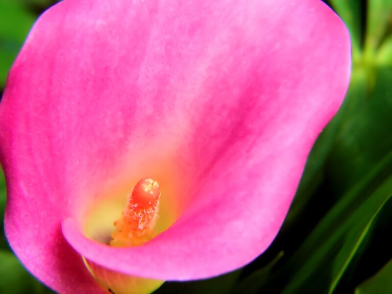 Close-up of a pink calla lily