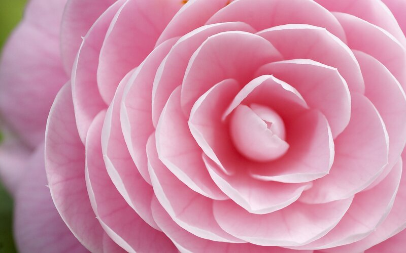 Close-up of a pink camellia