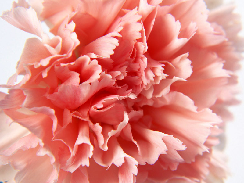 Close-up of a pink carnation