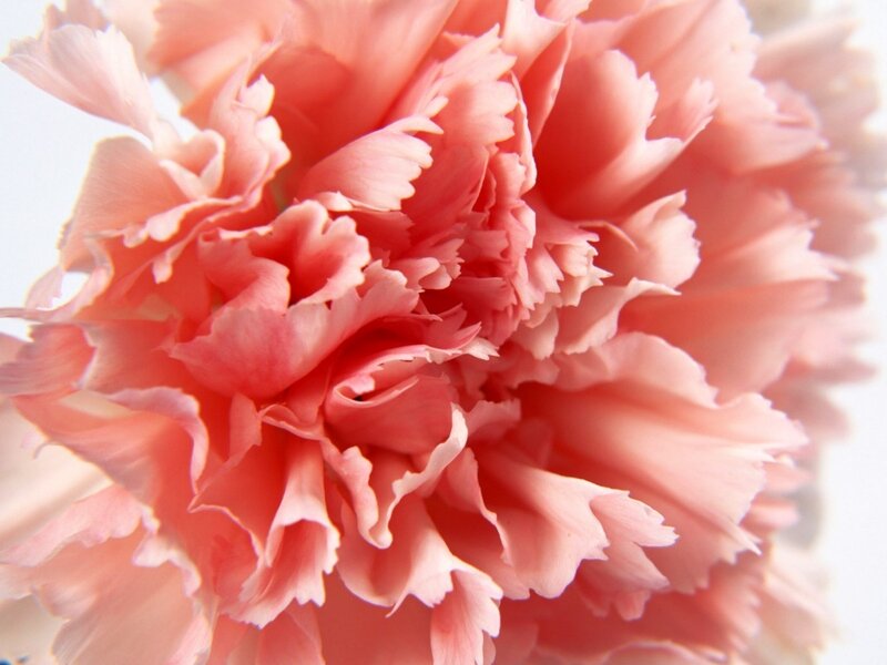 Close-up of a pink carnation