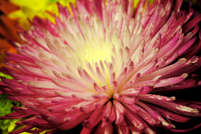close-up of a pink chrysanthemum