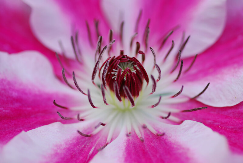 close-up of a pink clematis flower