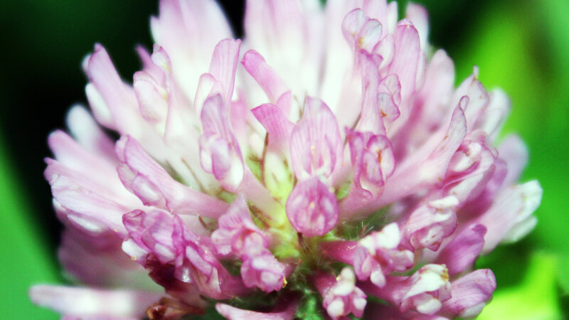 close-up of a pink clover flower
