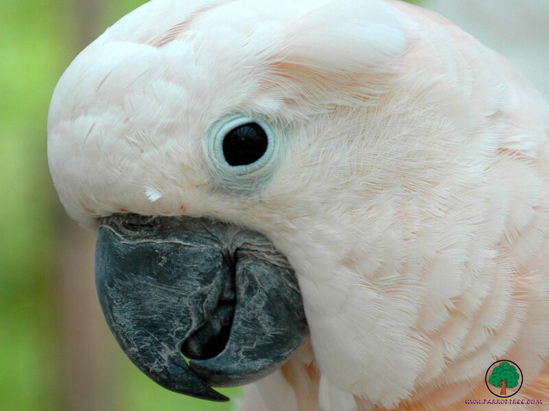 close-up of a pink cockatoo