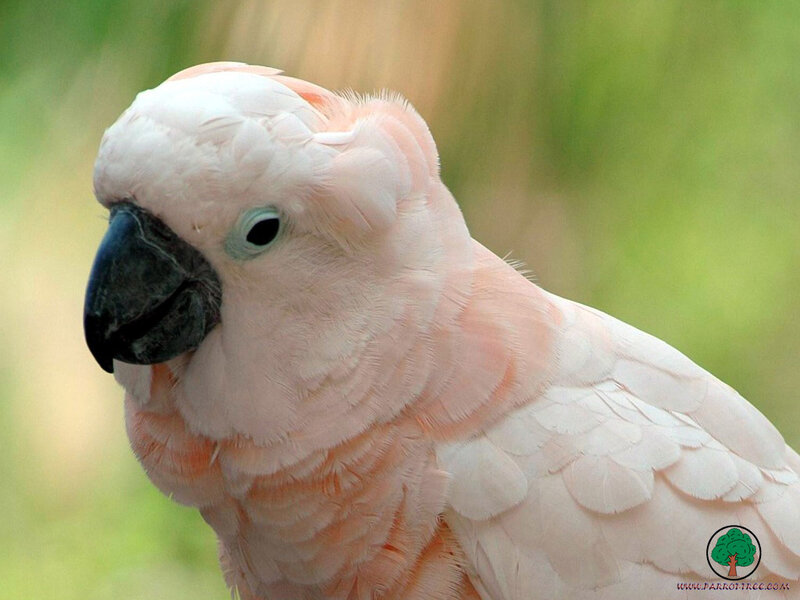 Close-up of a pink cockatoo
