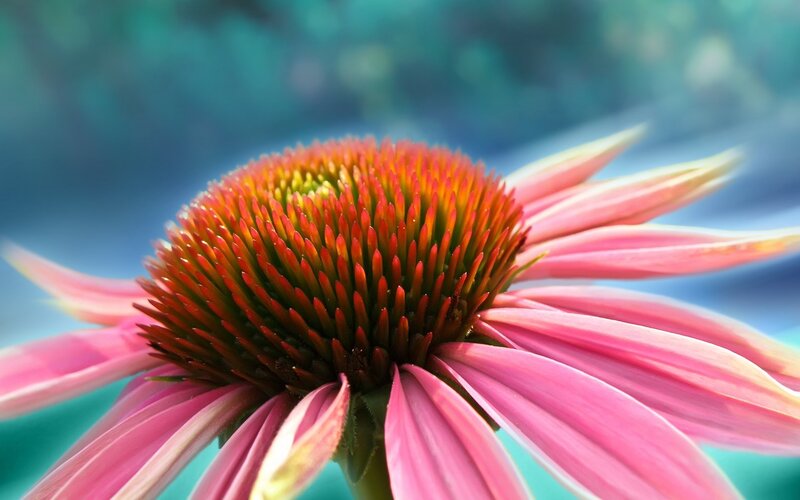 Close-up of a pink coneflower