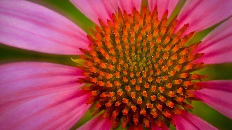 close-up of a pink coneflower