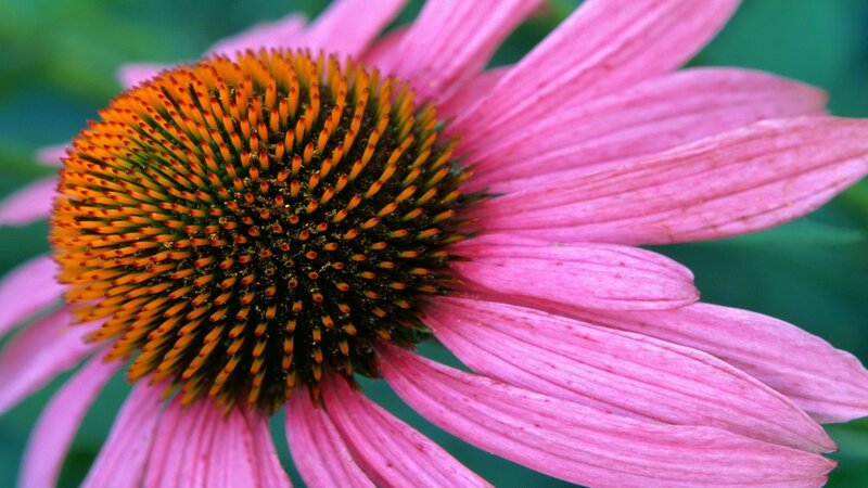 Close-up of a pink coneflower