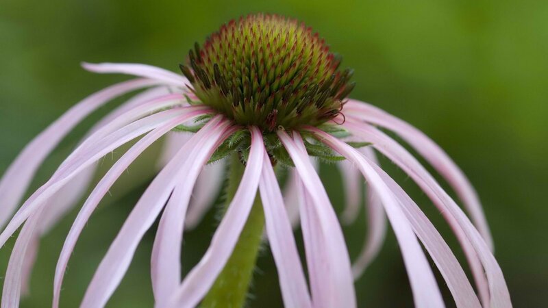 close-up of a pink coneflower