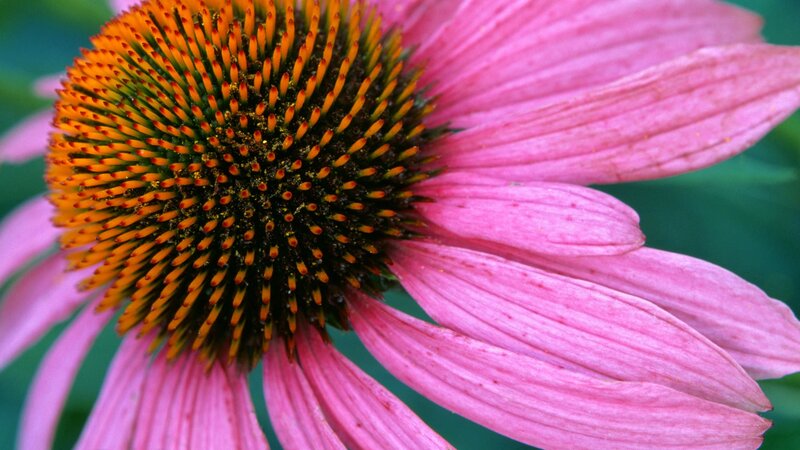 close-up of a pink coneflower
