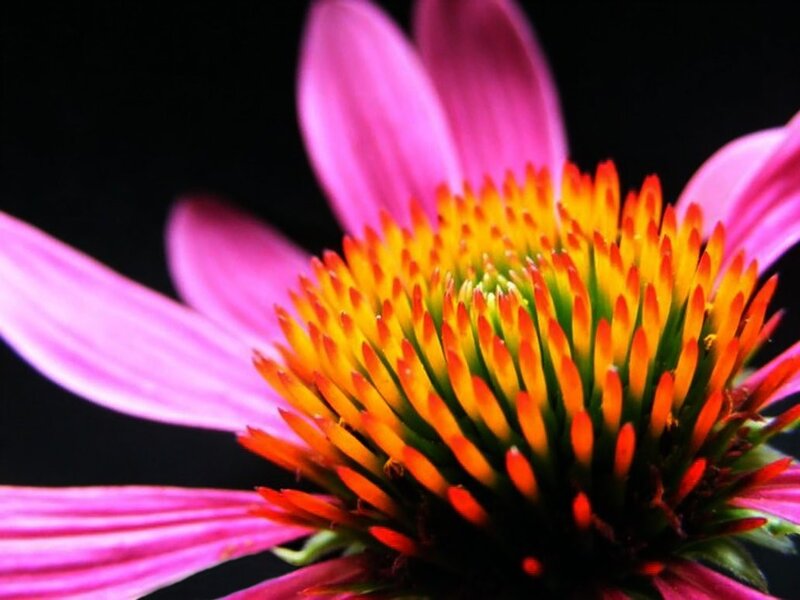 close-up of a pink coneflower
