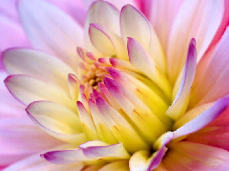 Close-up of a pink dahlia