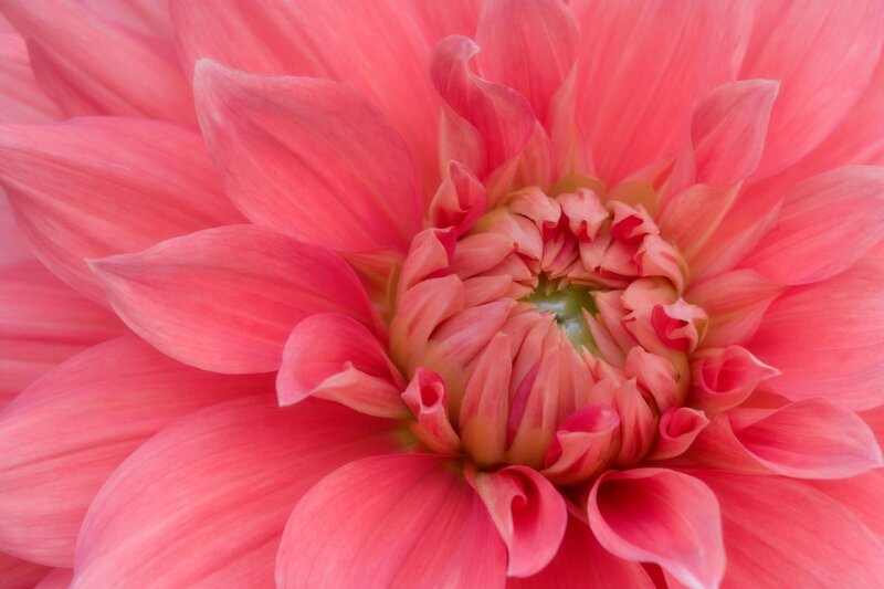 Close-up of a pink dahlia