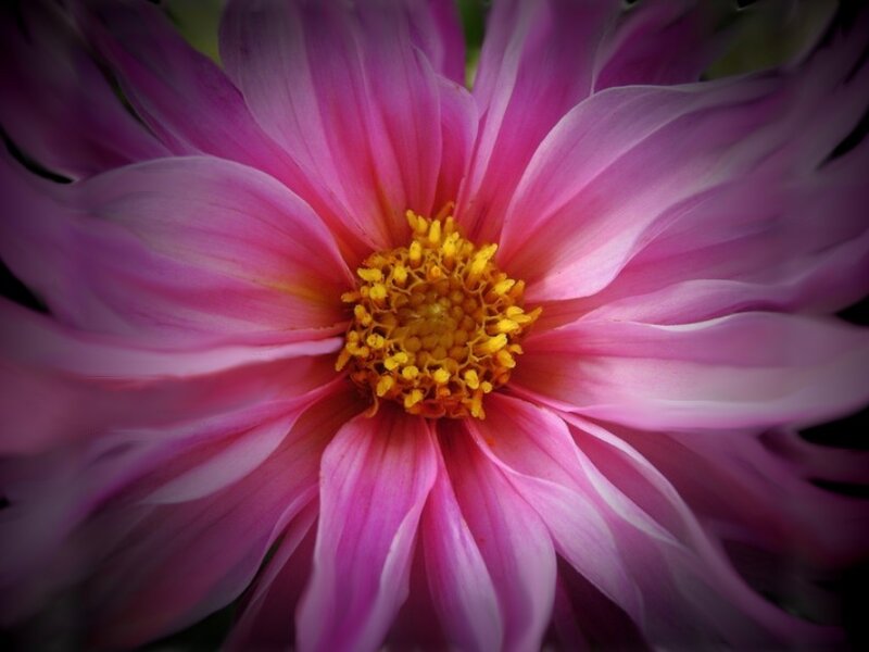 Close-up of a pink dahlia