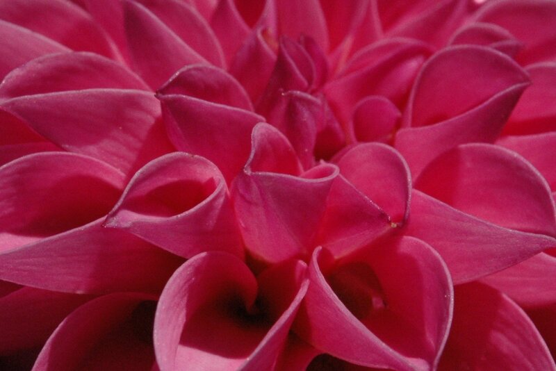 Close-up of a pink dahlia