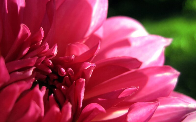 Close-up of a pink dahlia