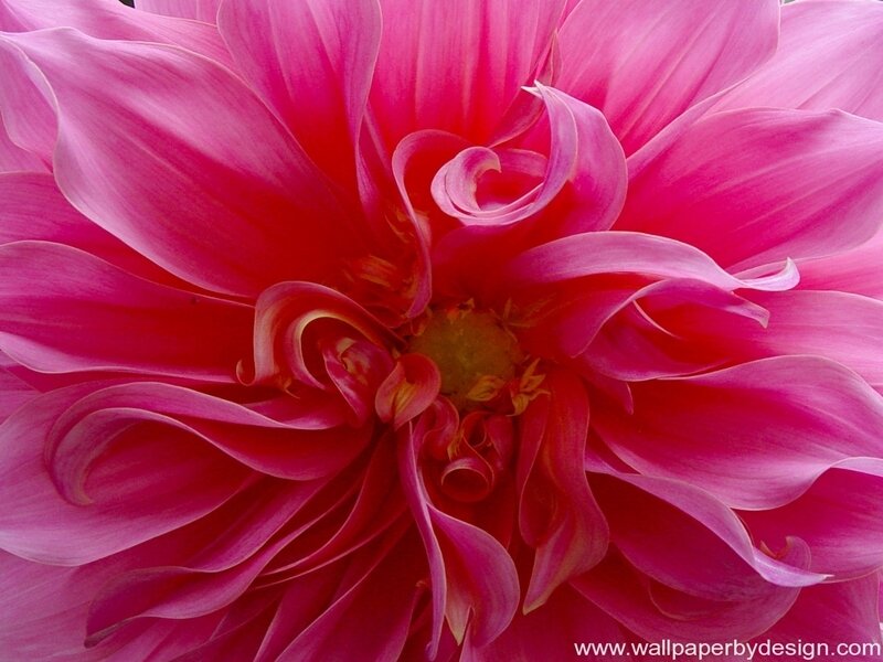 close-up of a pink dahlia