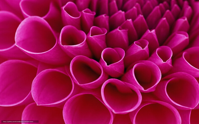 Close-up of a pink dahlia
