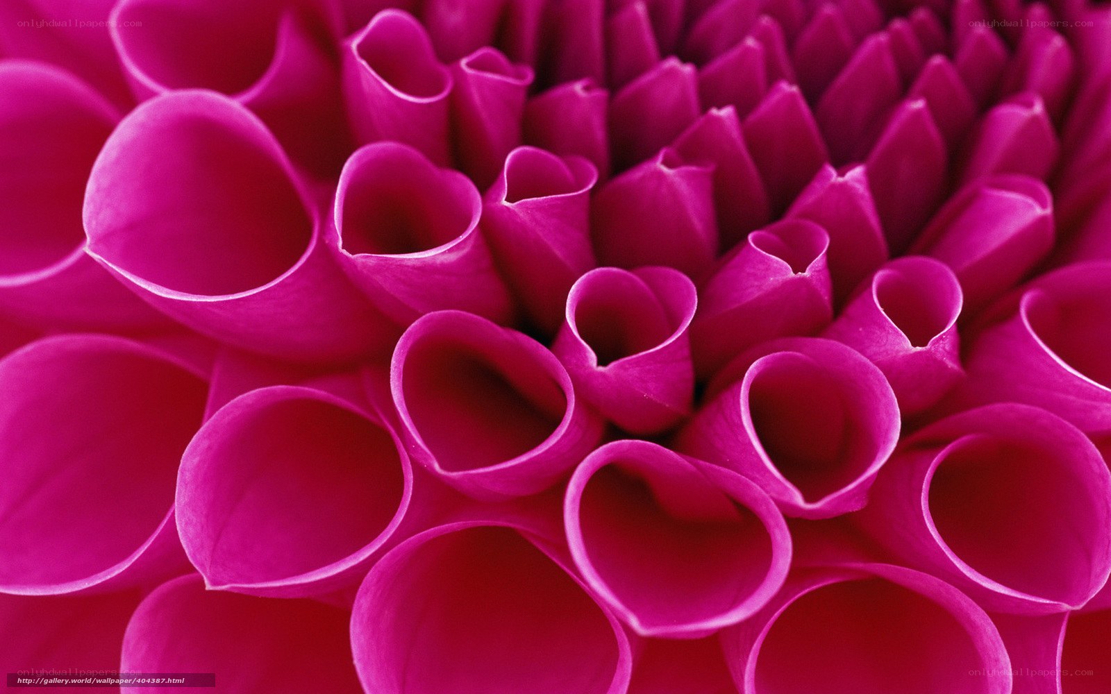 Close-up of a pink dahlia