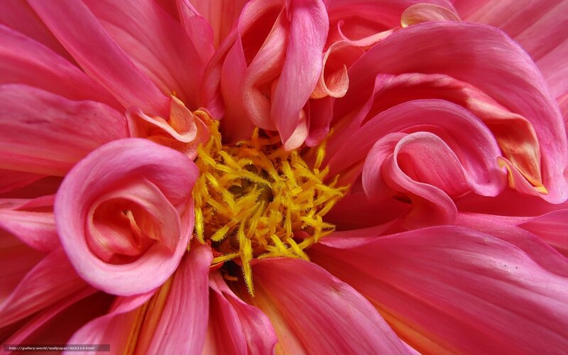 Close-up of a pink dahlia