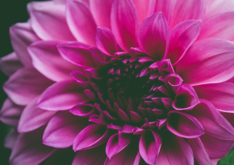 Close-up of a pink dahlia