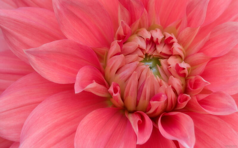 Close-up of a pink dahlia