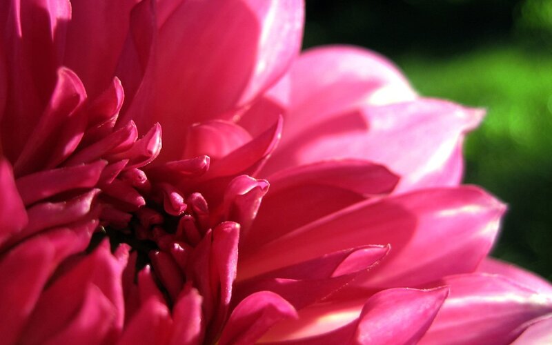 Close-up of a pink dahlia
