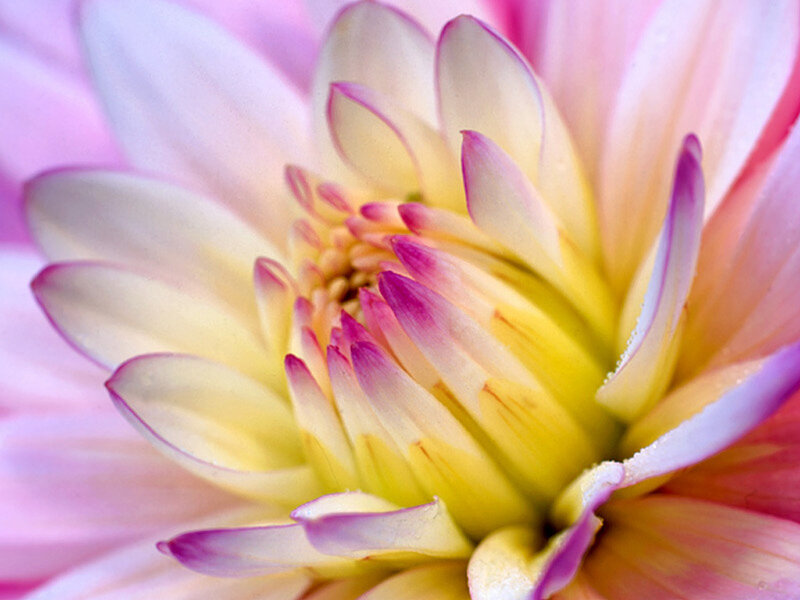 Close-up of a pink dahlia