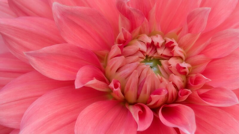 close-up of a pink dahlia