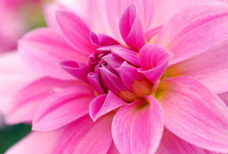 Close-up of a pink dahlia flower