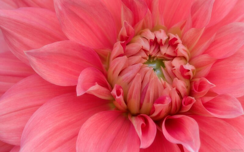 close-up of a pink dahlia flower