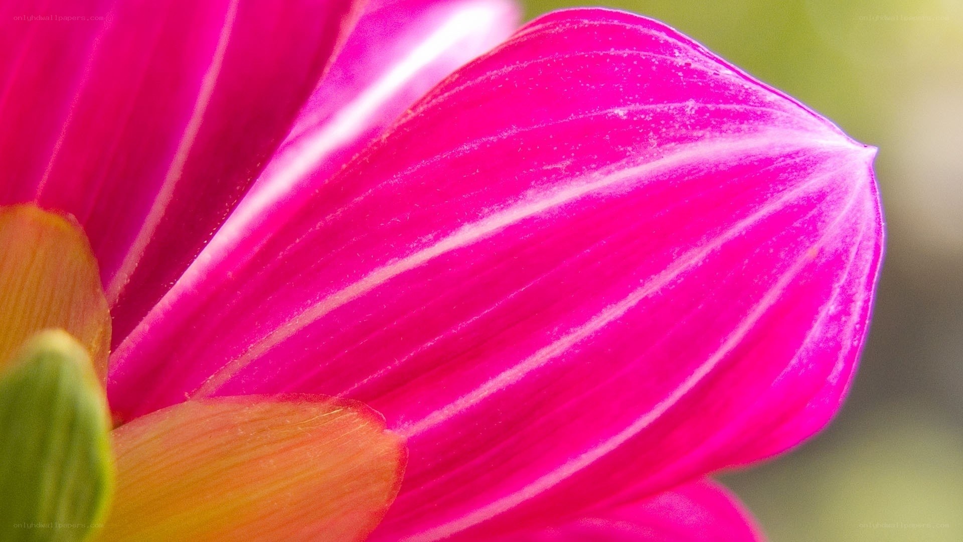 Close-up of a pink dahlia