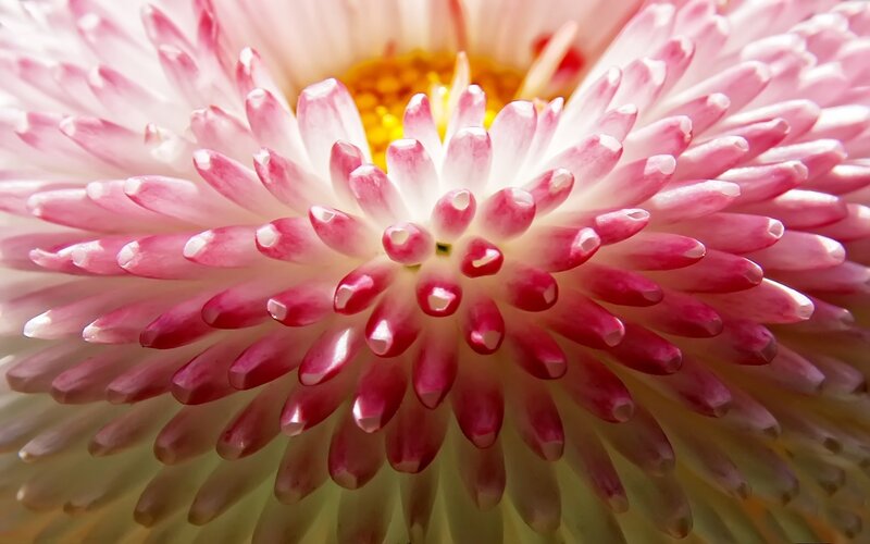 Close-up of a pink daisy