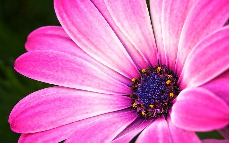 Close-up of a pink daisy