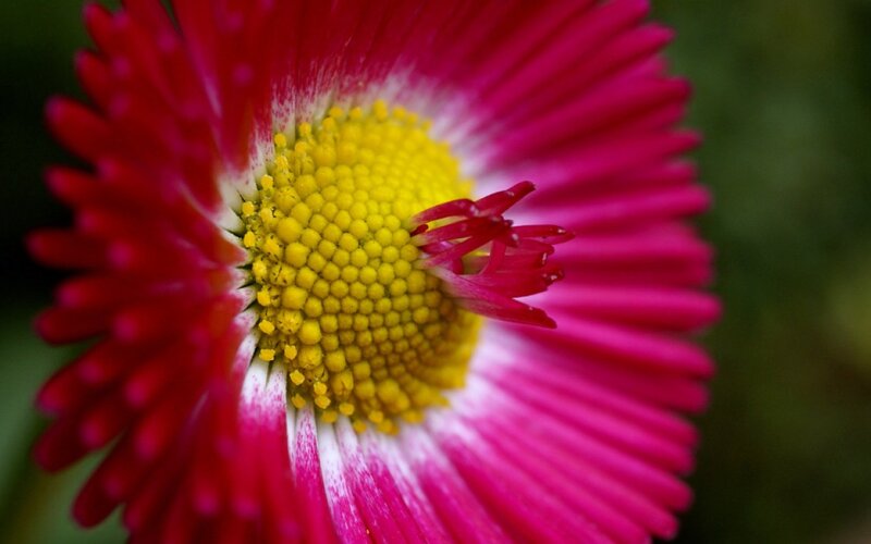 Close-up of a Pink Daisy — Calm