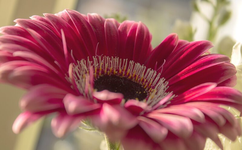 Close-up of a pink daisy