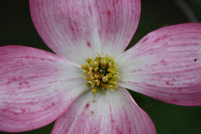 close-up of a pink dogwood flower