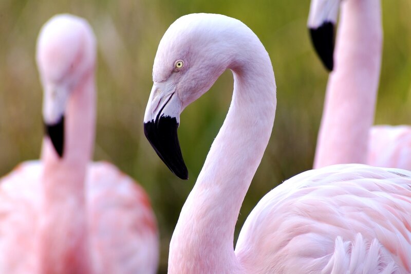 Close-up of a pink flamingo