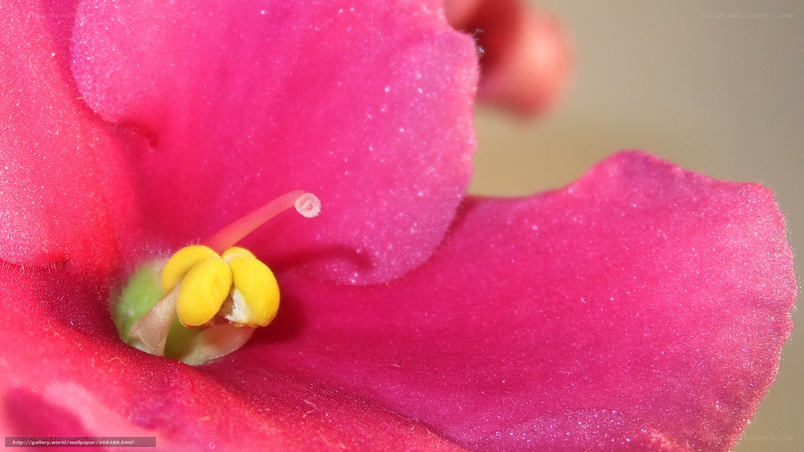 Close-up of a pink flower