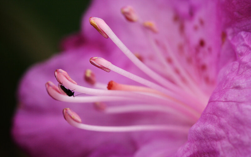 Close-up of a pink flower