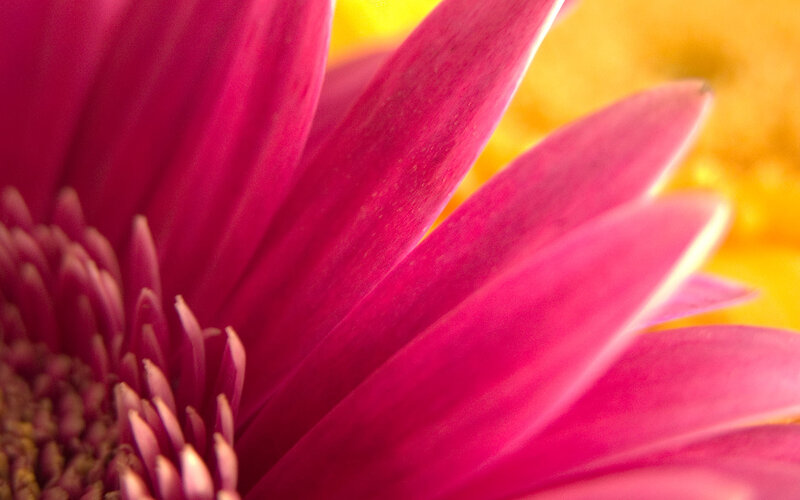 Close-up of a pink flower