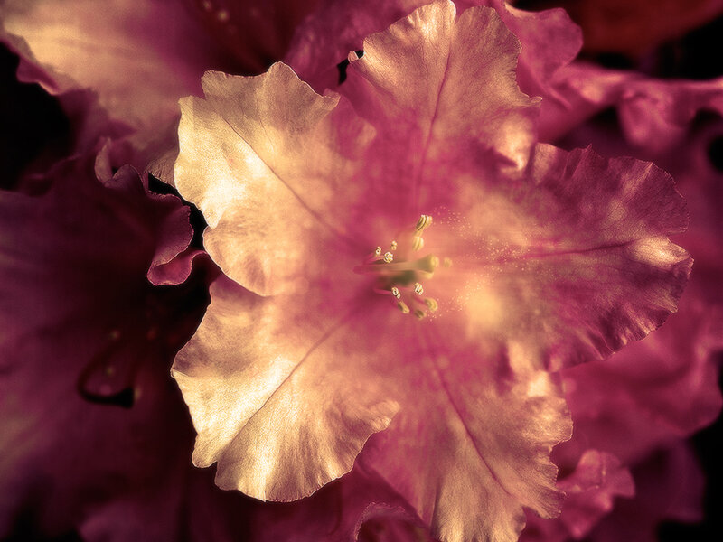 close-up of a pink flower