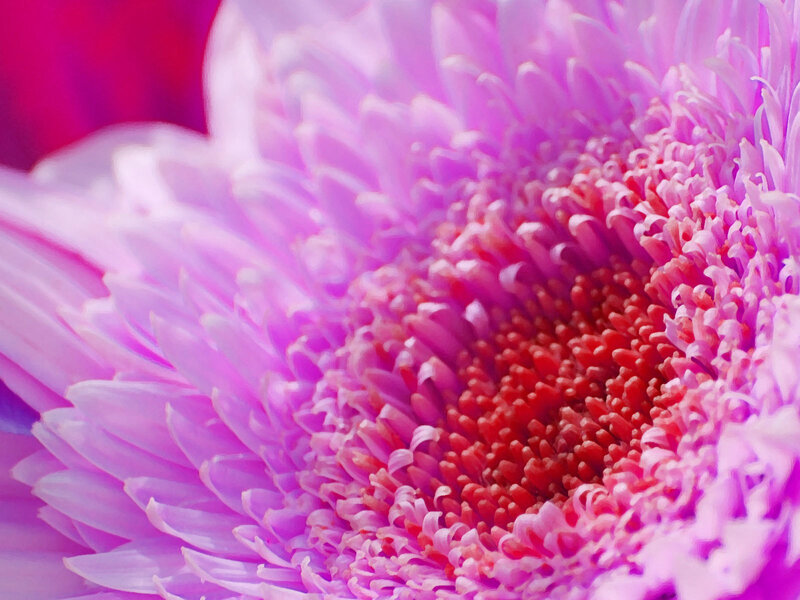 Close-up of a pink flower