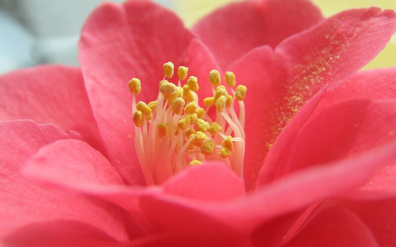 close-up of a pink flower