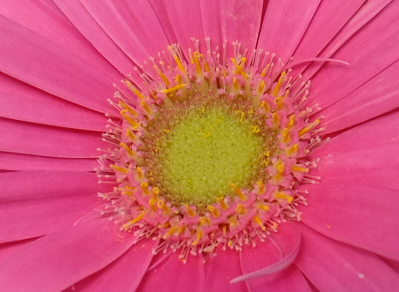 Close-up of a pink flower