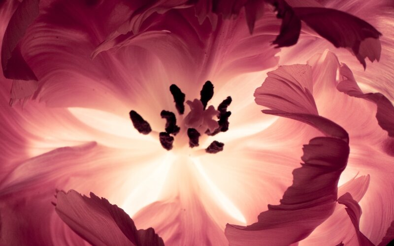 close-up of a pink flower